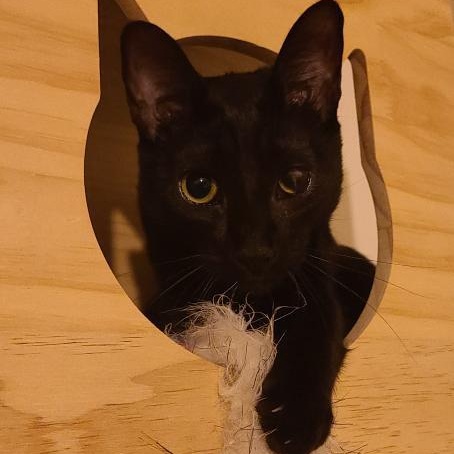 Solè, a Adoptable American Shorthair in Brooklyn, NY image 4/6