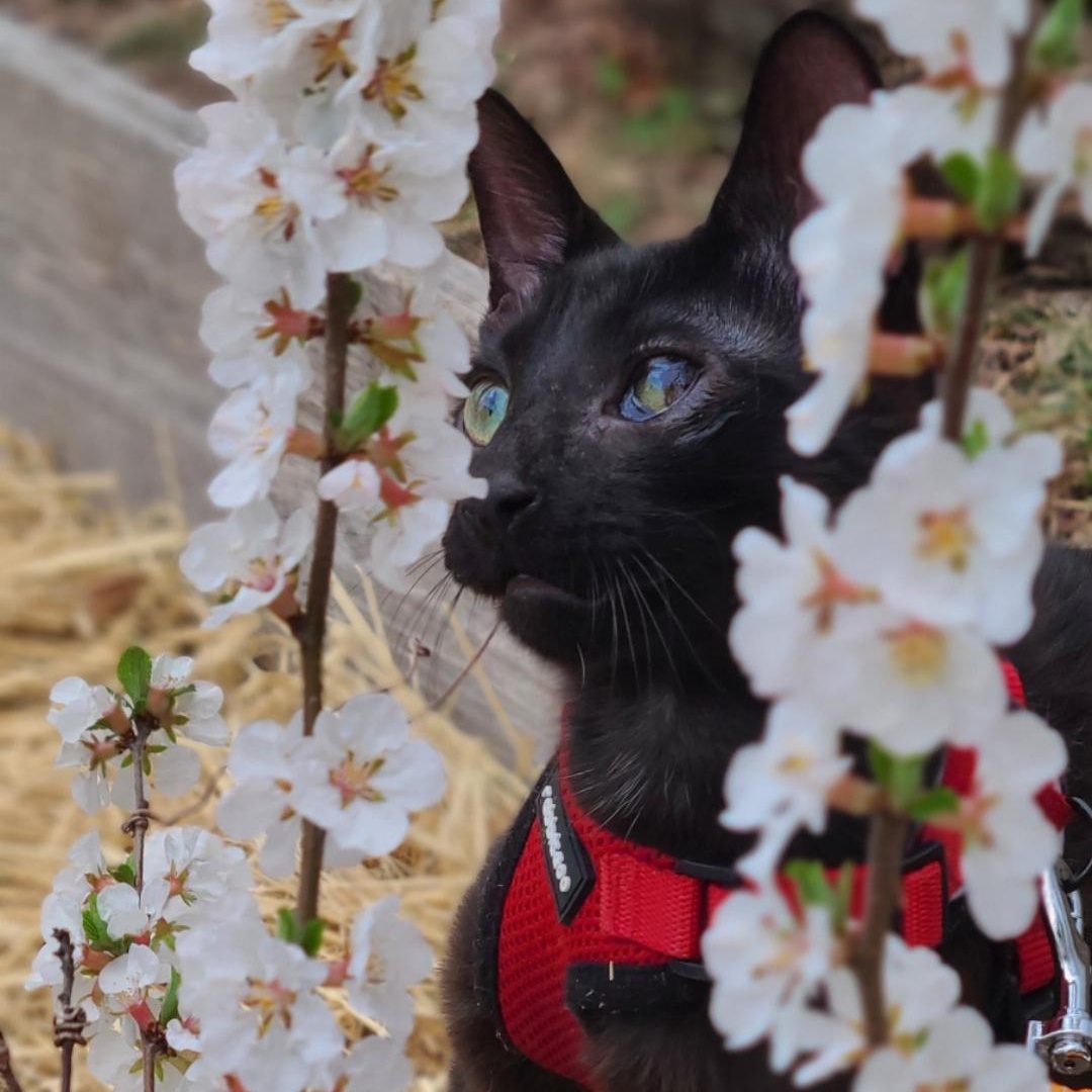 Solè, a Adoptable American Shorthair in Brooklyn, NY image 1/6