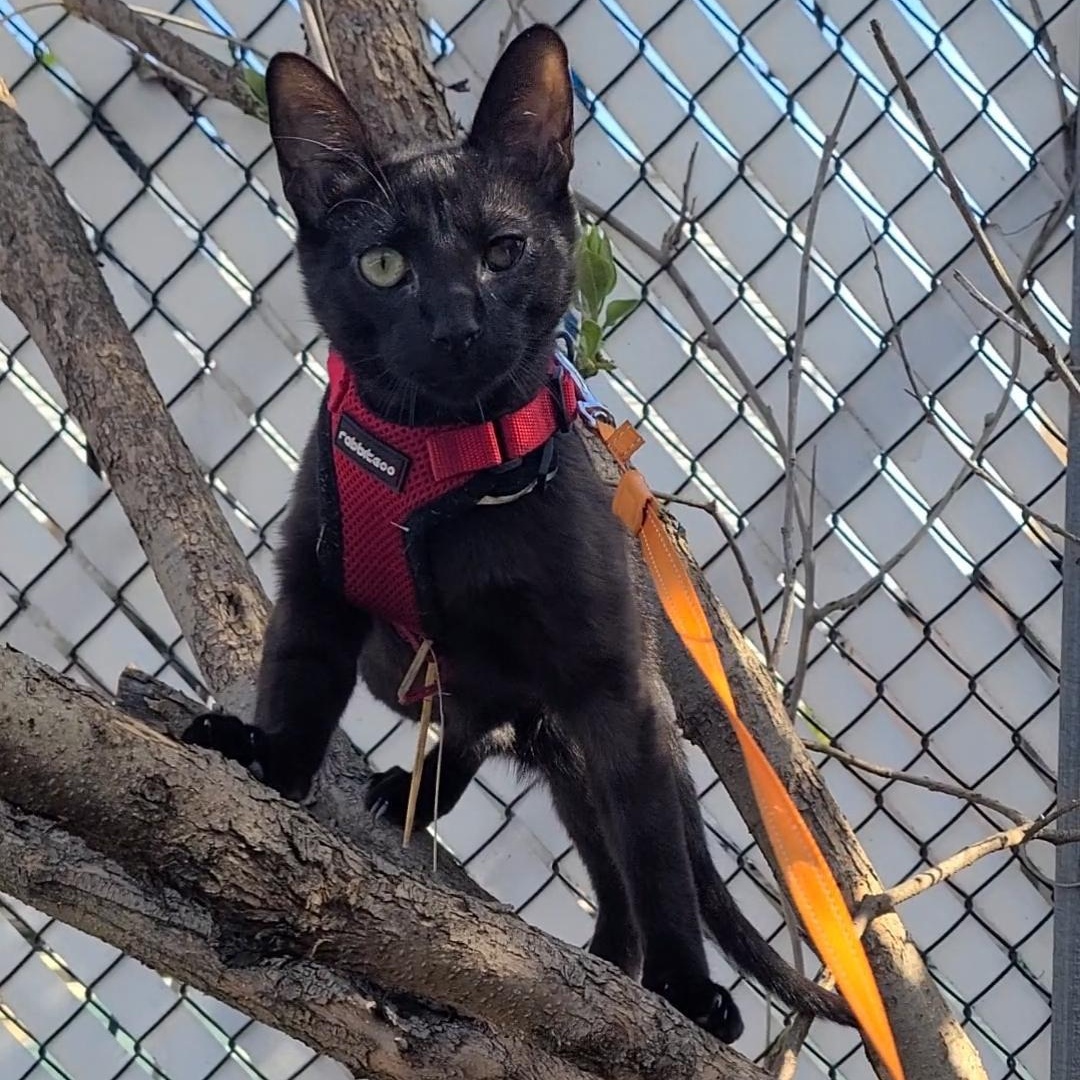 Solè, a Adoptable American Shorthair in Brooklyn, NY image 5/6