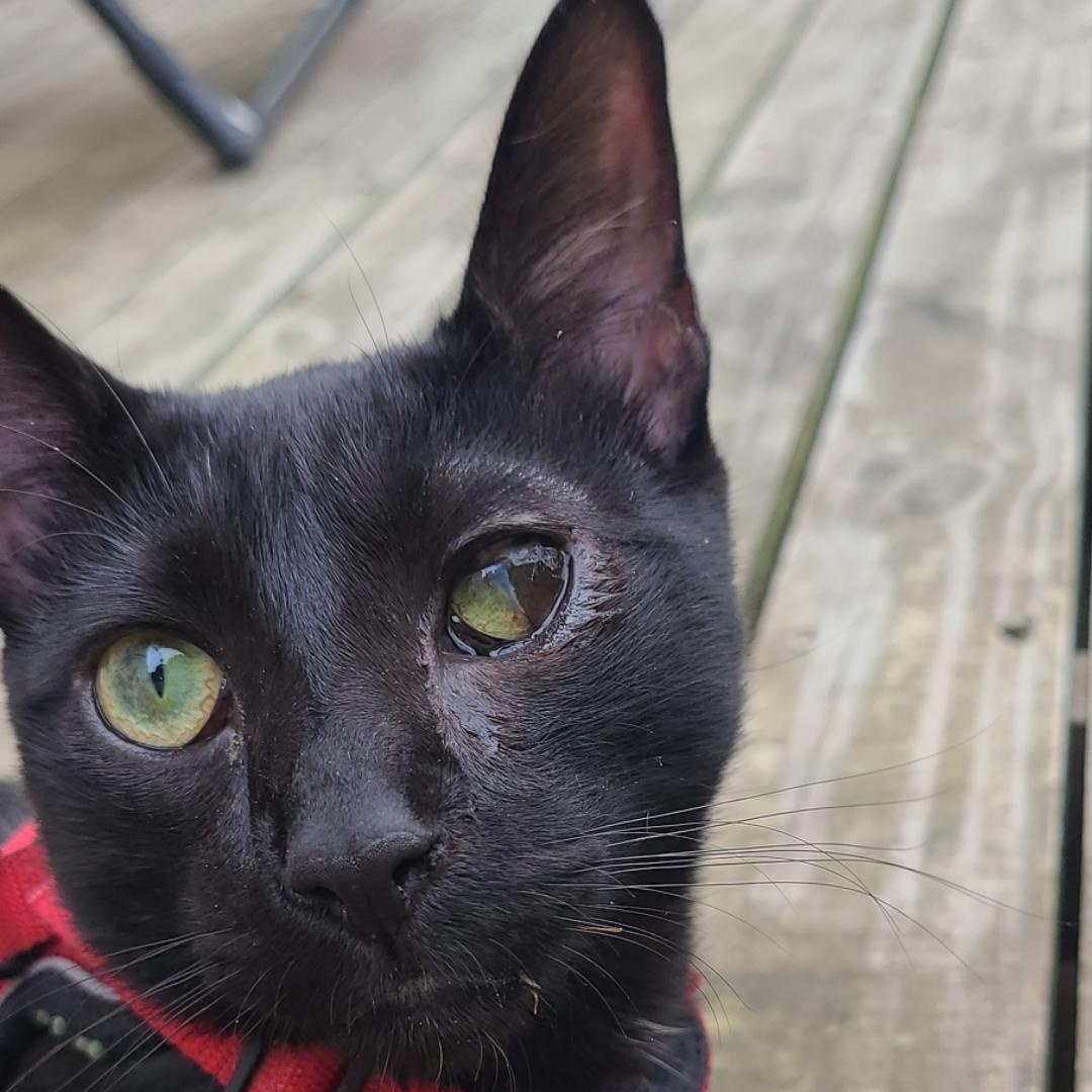 Solè, a Adoptable American Shorthair in Brooklyn, NY image 6/6