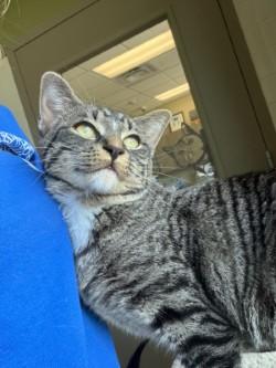 Enlarge Robin, a ADOPTABLE Domestic Short Hair in Murphy, TX image 1/2