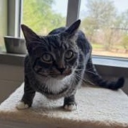 Enlarge Robin, a ADOPTABLE Domestic Short Hair in Murphy, TX image 2/2