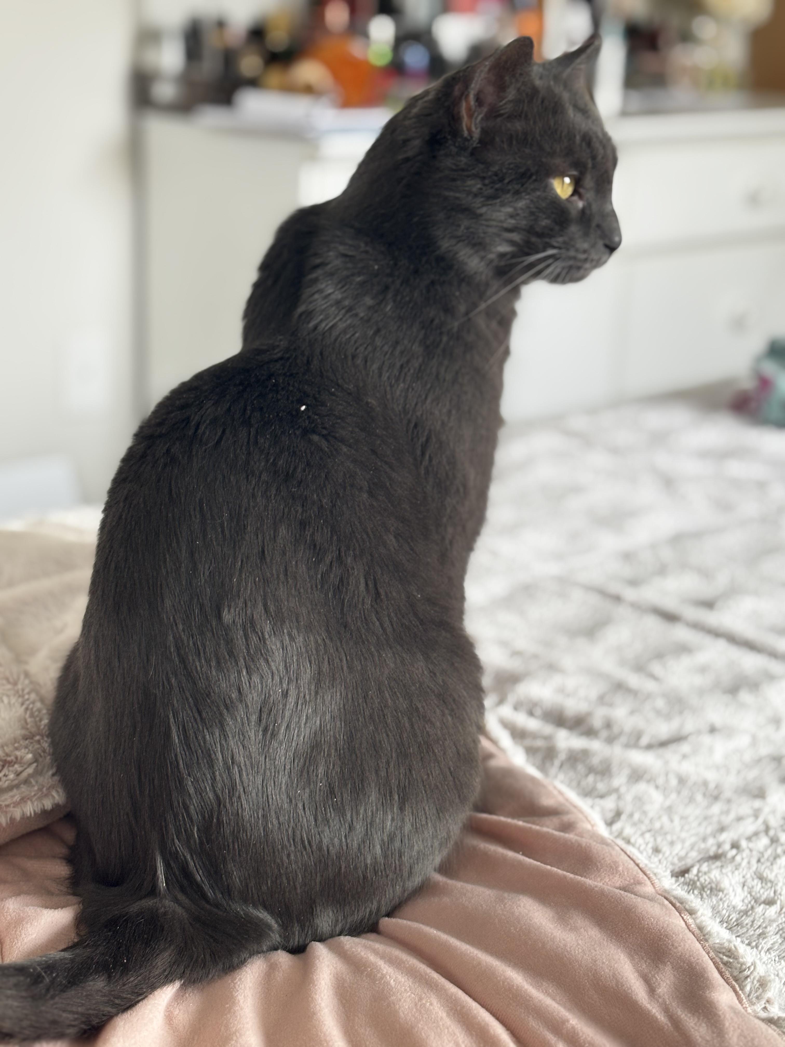 Enlarge Max, a ADOPTABLE Domestic Short Hair in Newton, MA image 4/5