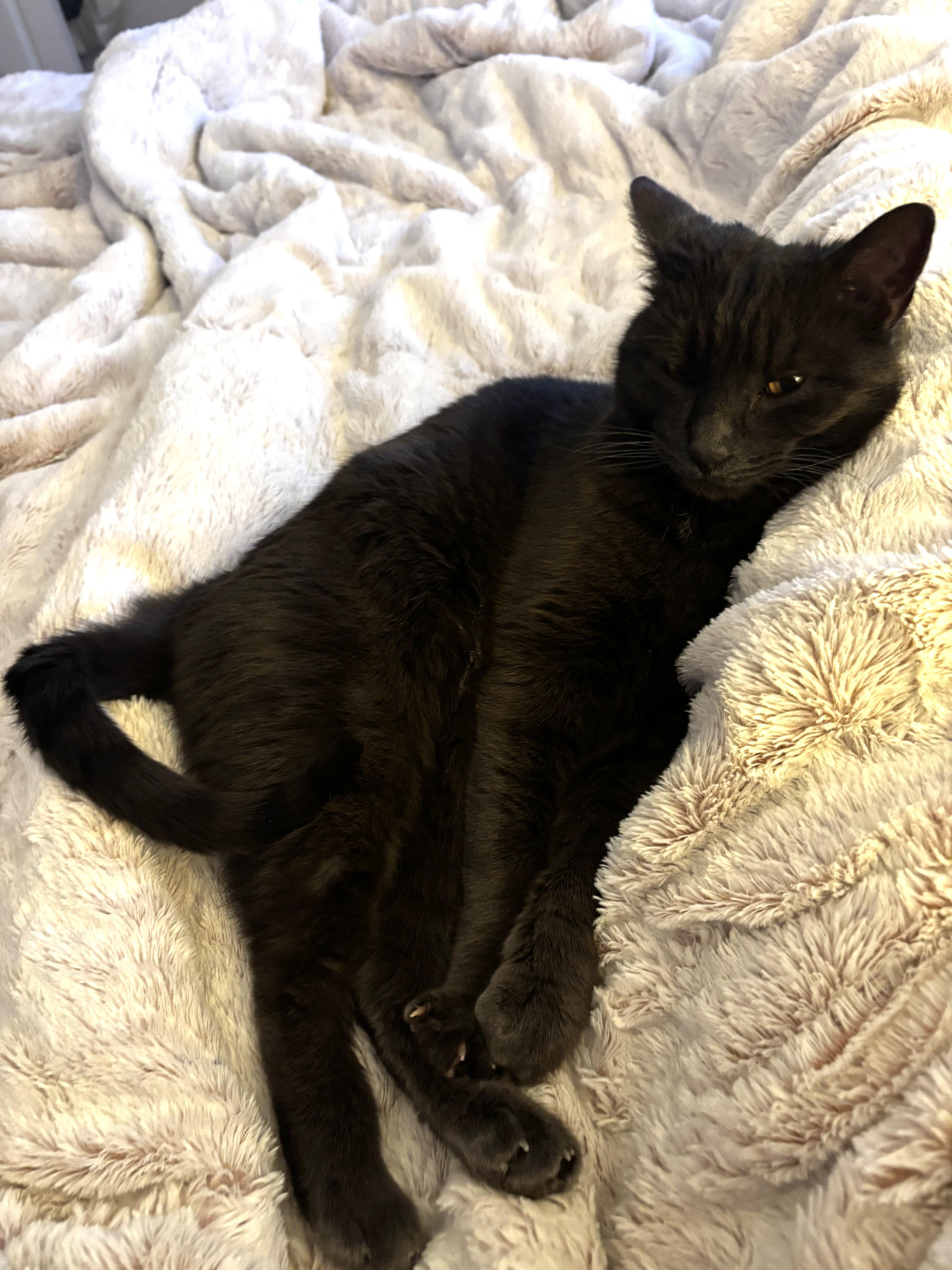 Enlarge Max, a ADOPTABLE Domestic Short Hair in Newton, MA image 2/5