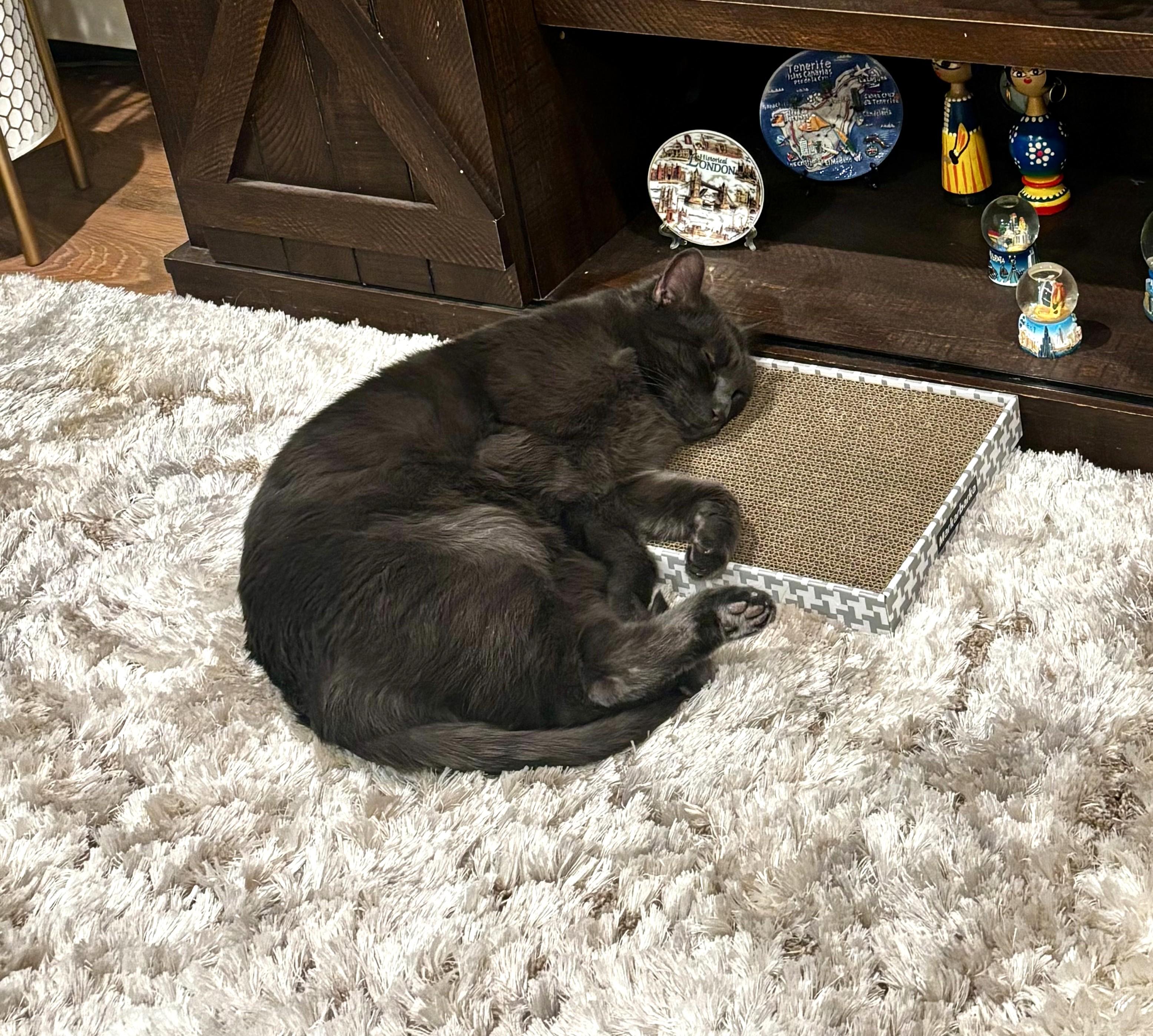 Enlarge Max, a ADOPTABLE Domestic Short Hair in Newton, MA image 5/5