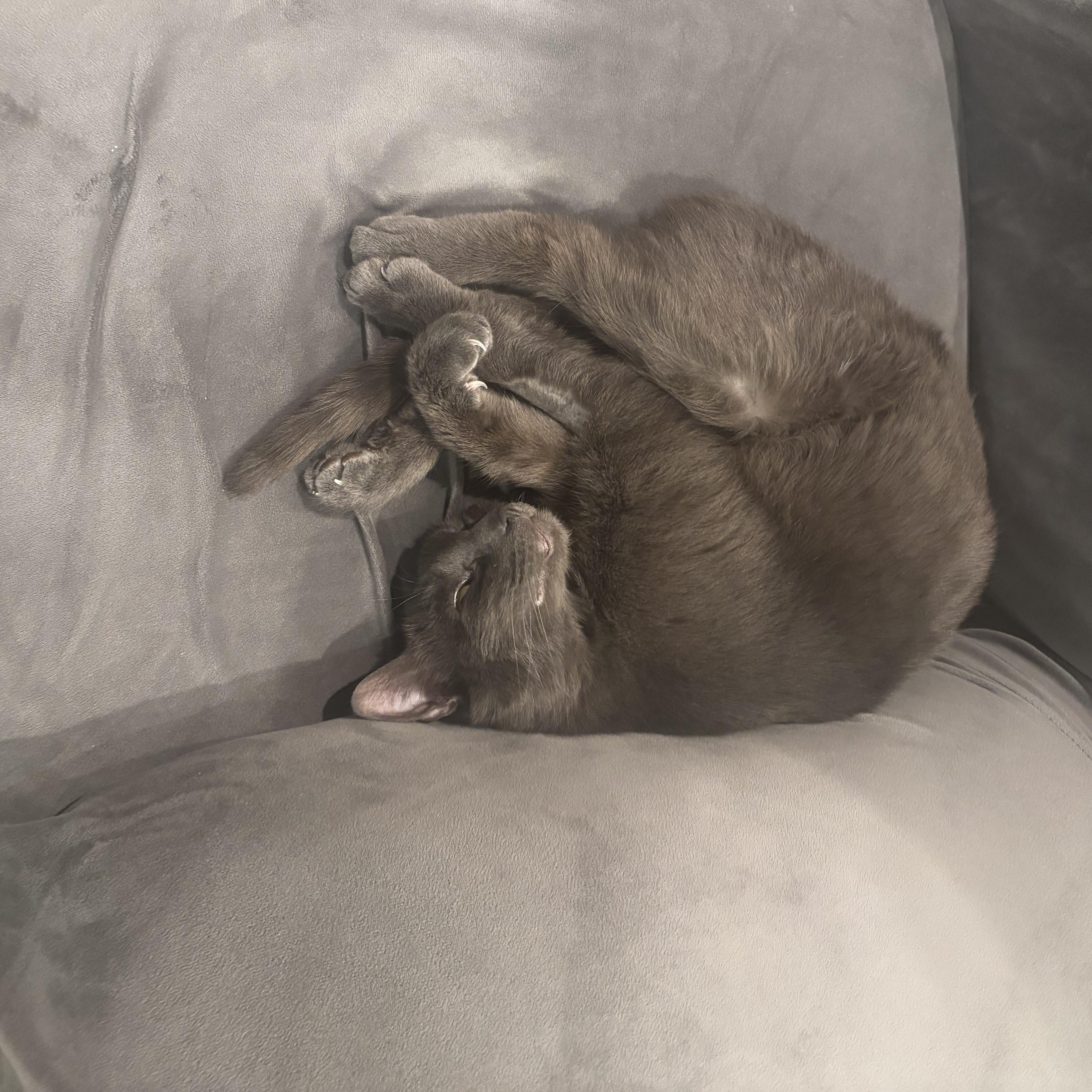 Enlarge Max, a ADOPTABLE Domestic Short Hair in Newton, MA image 3/5