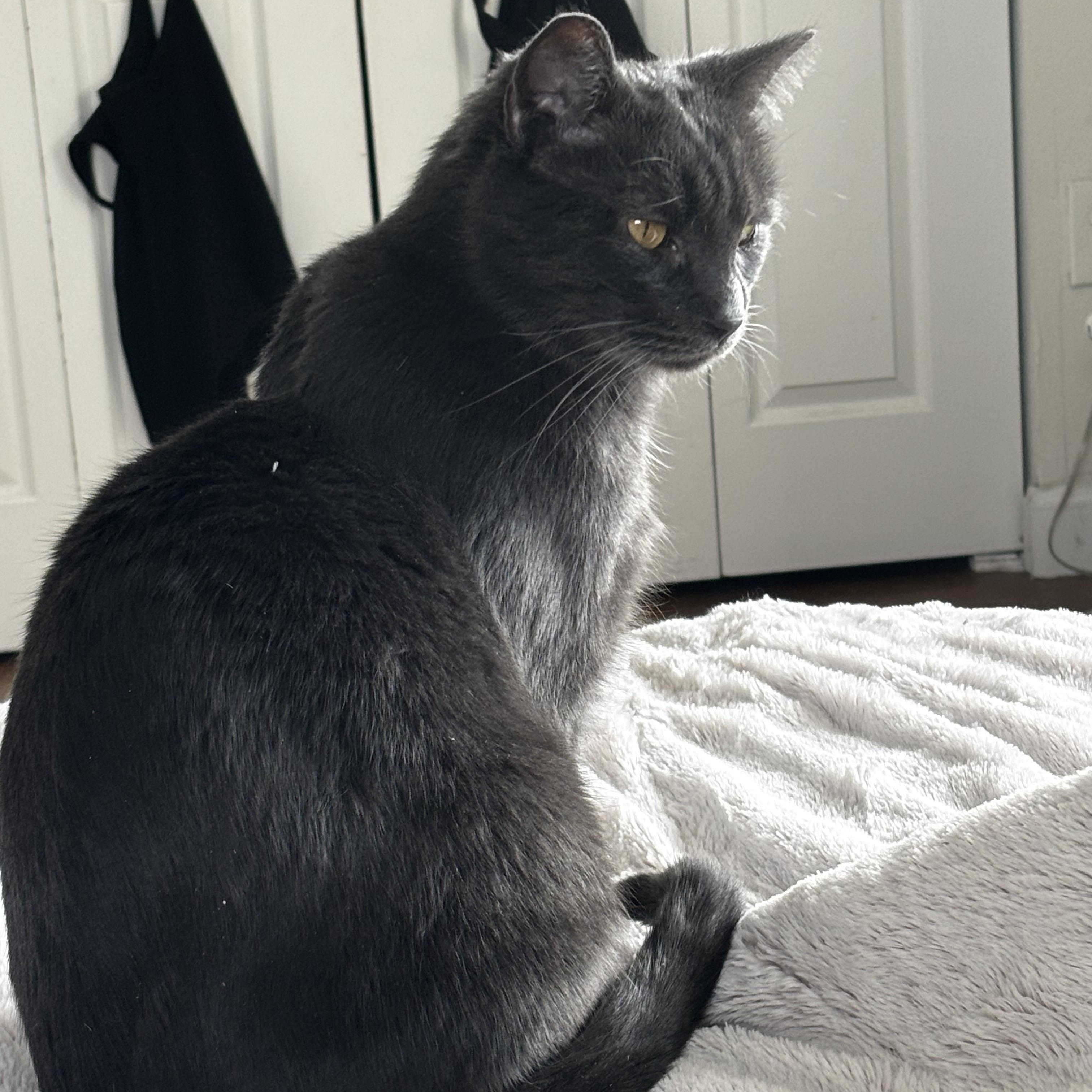 Max, ADOPTABLE, Young Male Domestic Short Hair.