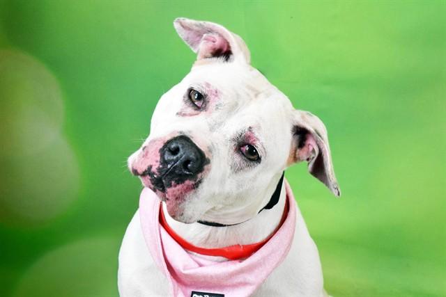 MARY POPPINS, Adoptable, Adult Female American Staffordshire Terrier & Mixed Breed.