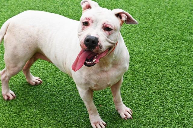 Enlarge MARY, a Adoptable mixed breed in Fort Lauderdale, FL image 1/1