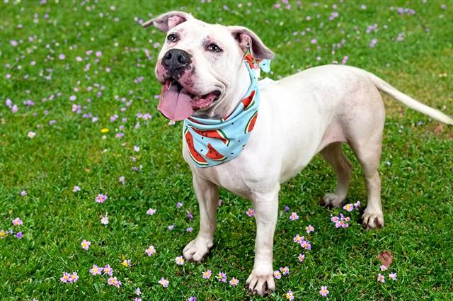 MARY POPPINS, Adoptable, Adult Female American Staffordshire Terrier & Mixed Breed.