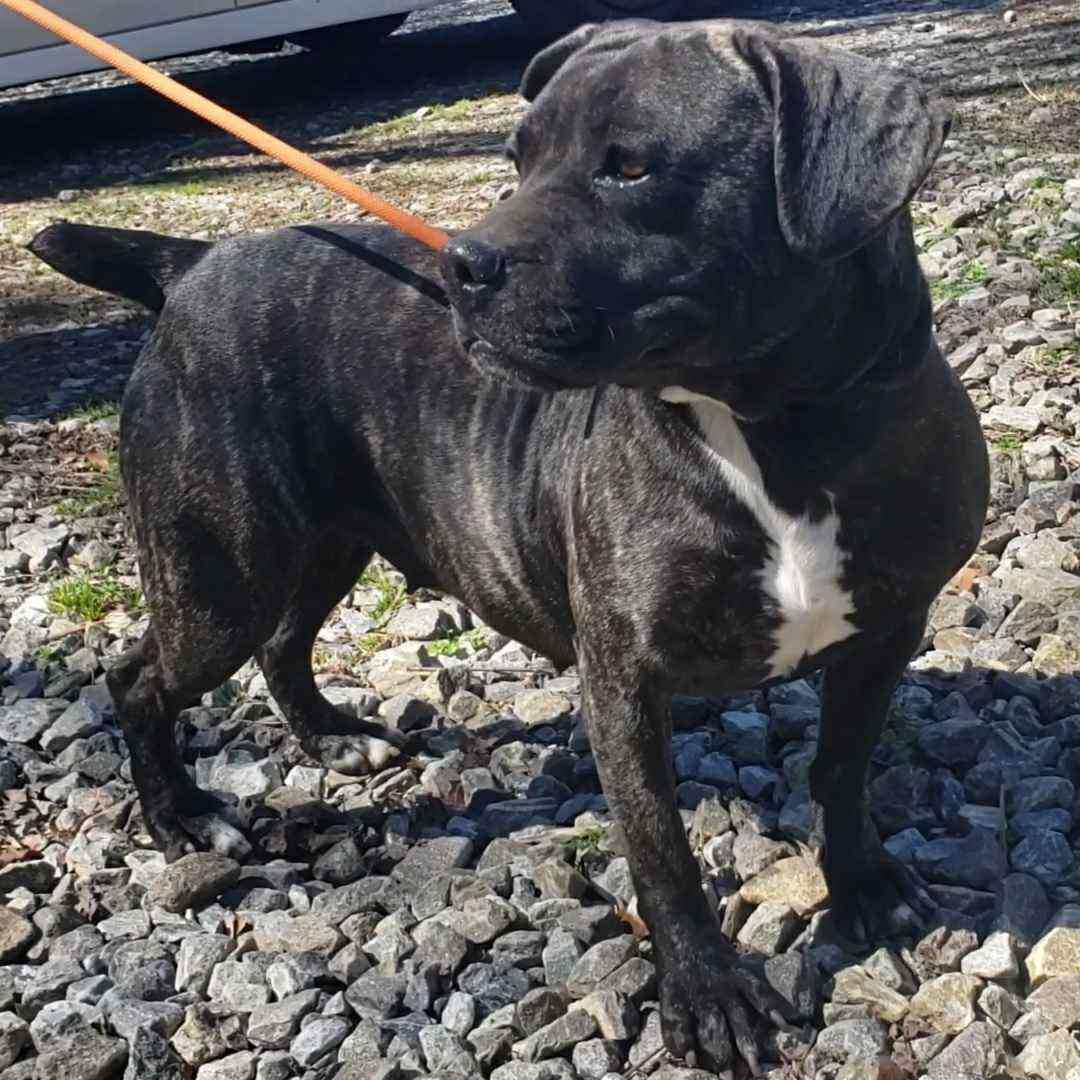 Cher, Adoptable, Adult Female Boxer.