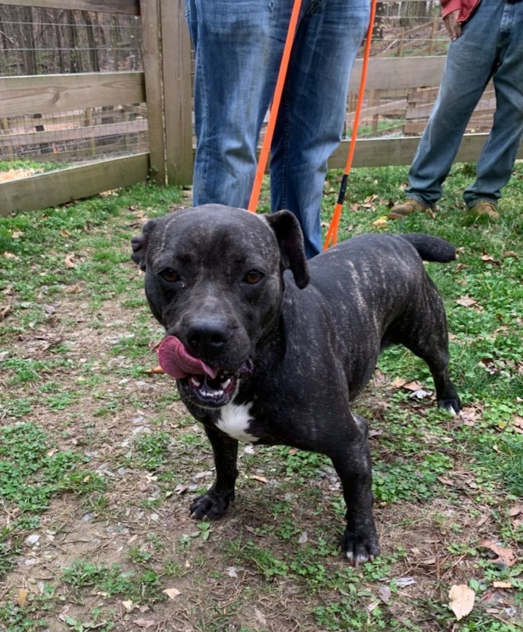 Cher, a Adoptable mixed breed in Jasper, GA image 2/6