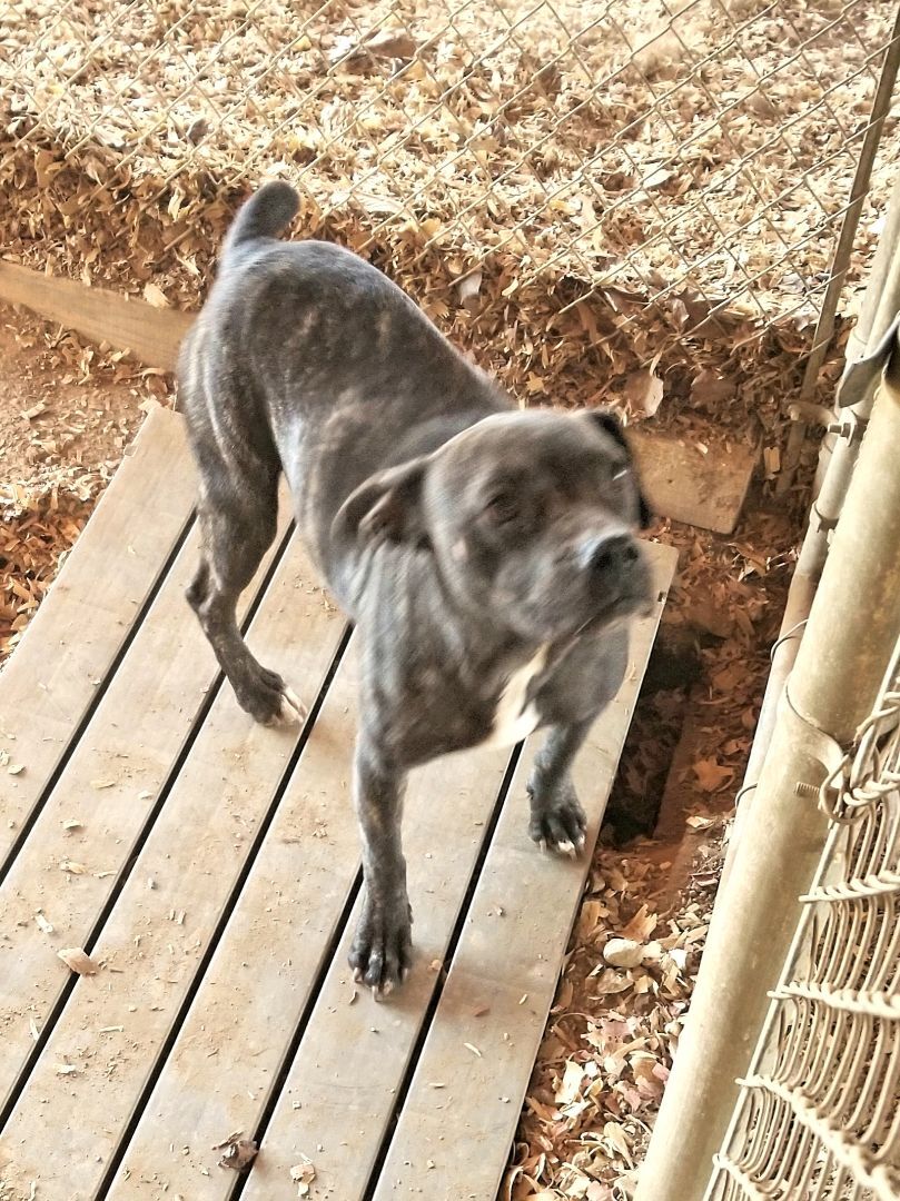 Cher, a Adoptable mixed breed in Jasper, GA image 3/6