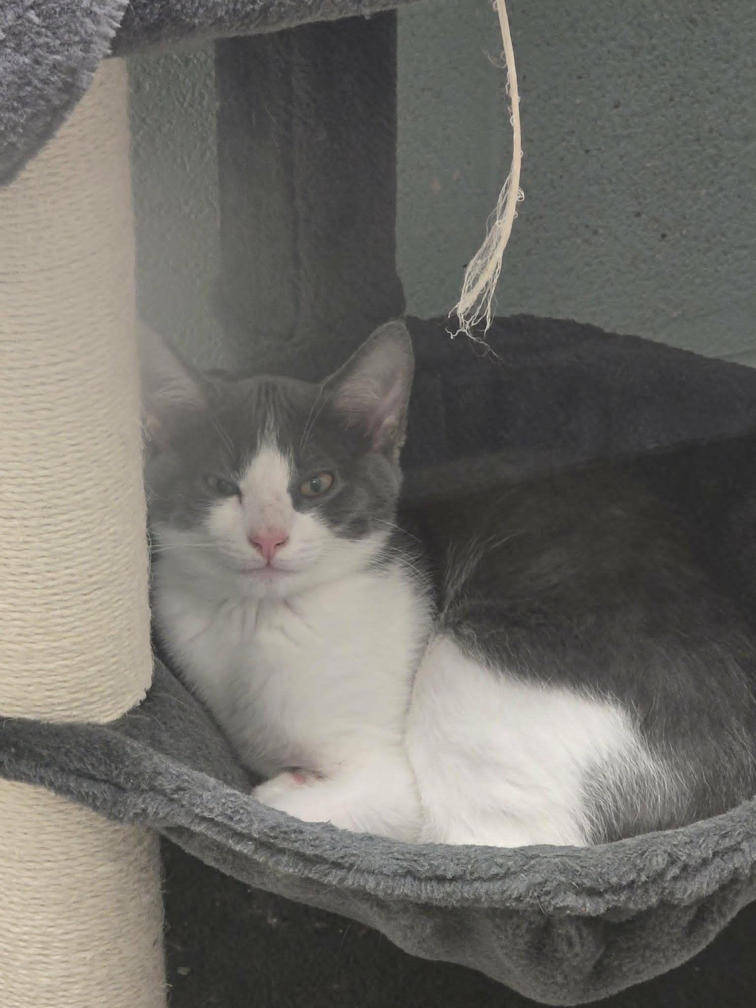 Enlarge Smooth Justice, a ADOPTABLE Domestic Short Hair in Mount Juliet, TN image 1/1