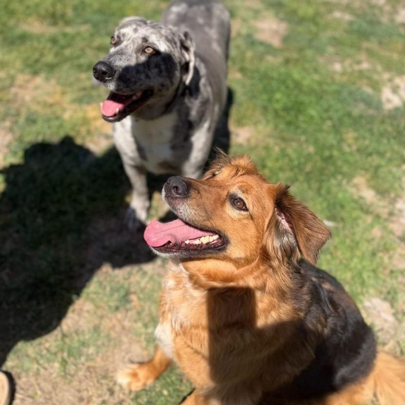 Heidi & Blue, a Adoptable mixed breed in Mckinney, TX image 6/6