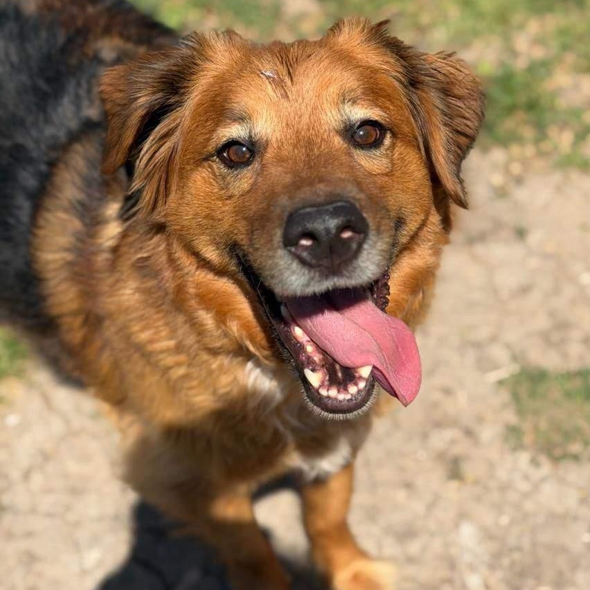 Heidi & Blue, a Adoptable mixed breed in Mckinney, TX image 2/6