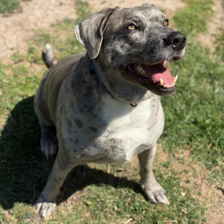 Heidi & Blue, a Adoptable mixed breed in Mckinney, TX image 5/6