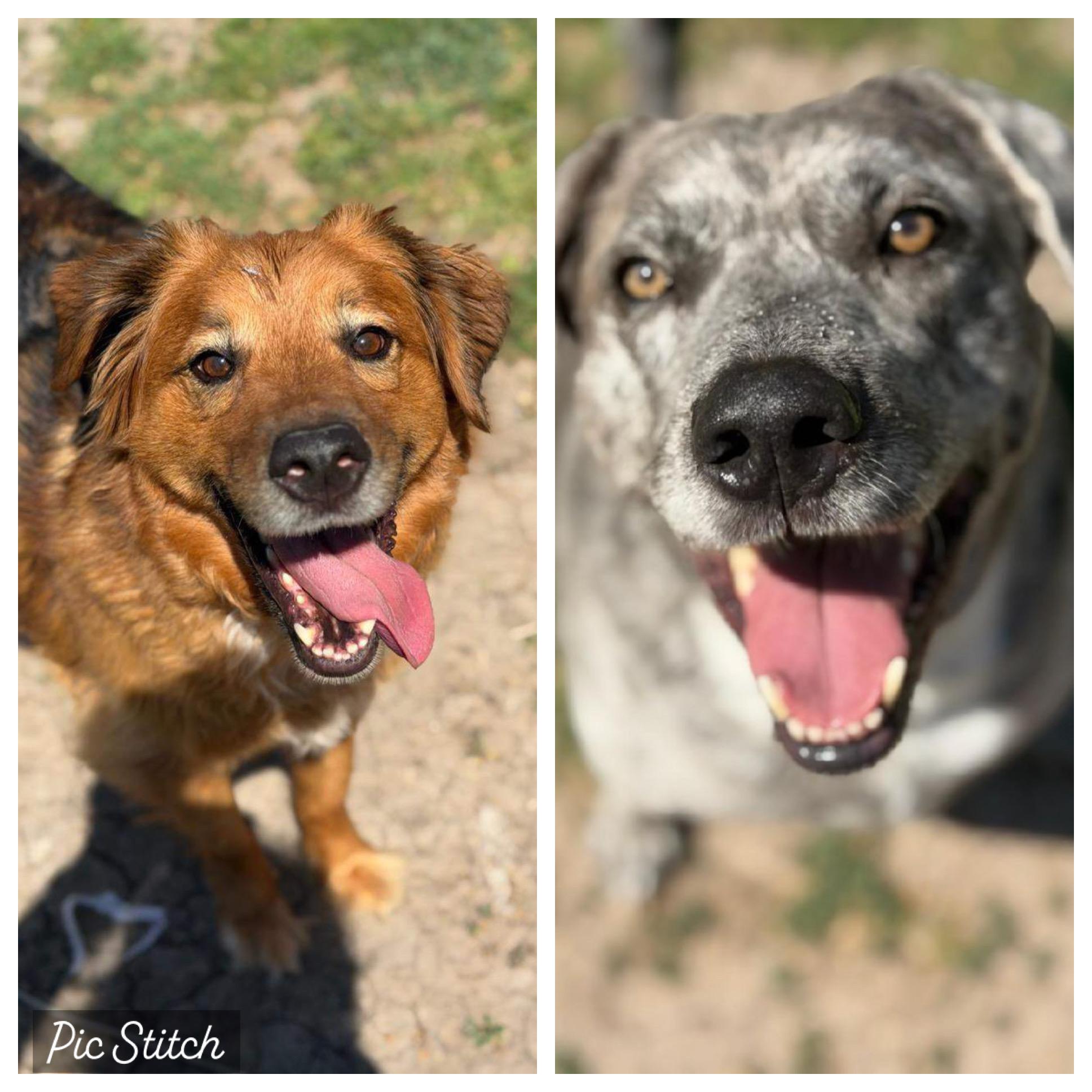 Heidi & Blue, a Adoptable mixed breed in Mckinney, TX image 1/6