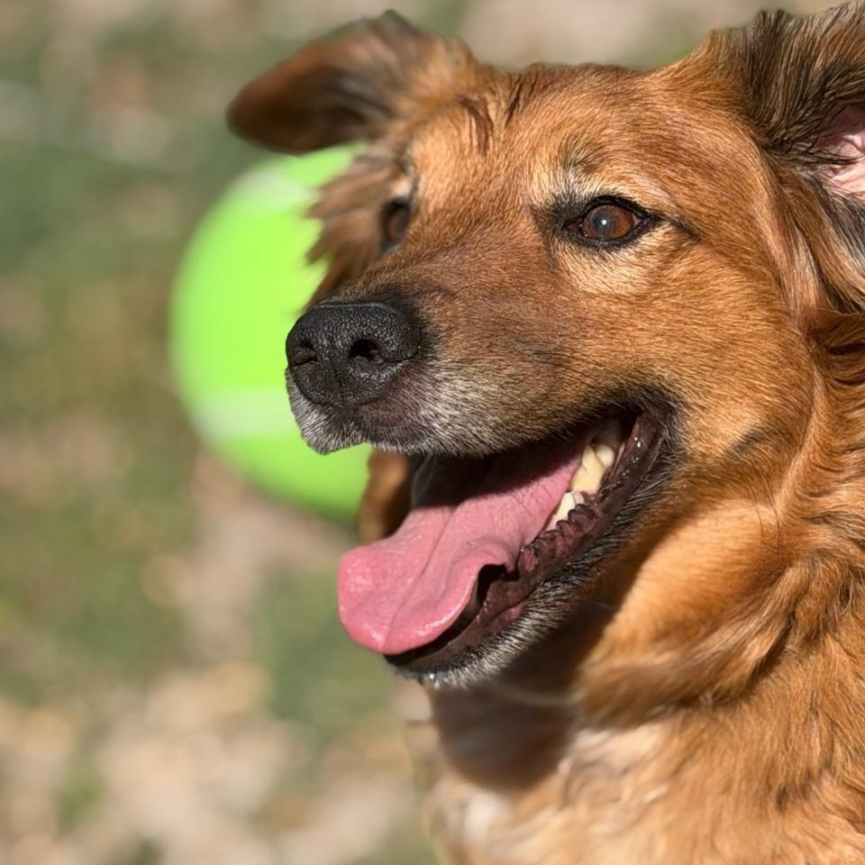 Heidi & Blue, a Adoptable mixed breed in Mckinney, TX image 4/6