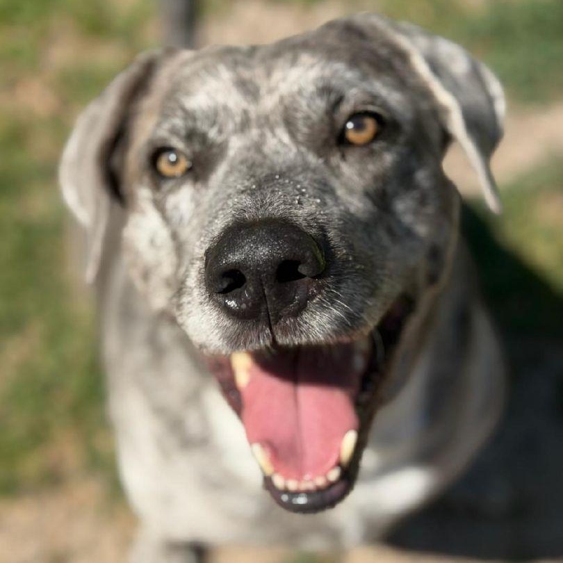 Heidi & Blue, a Adoptable mixed breed in Mckinney, TX image 3/6