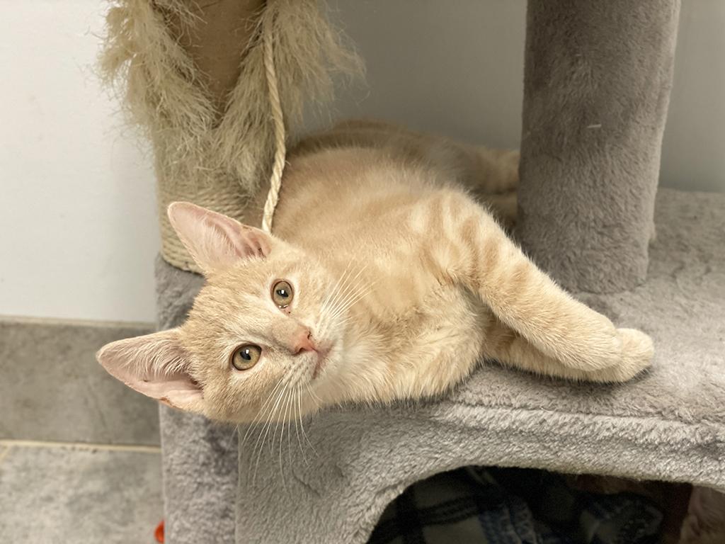 George, a ADOPTABLE Domestic Short Hair in Charles Town, WV image 2/3