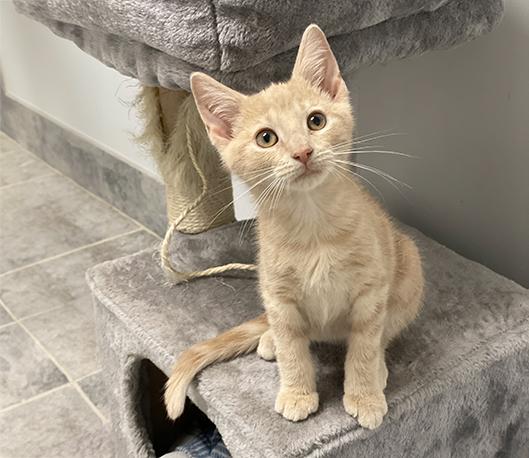 George, ADOPTABLE, Kitten Male Domestic Short Hair.