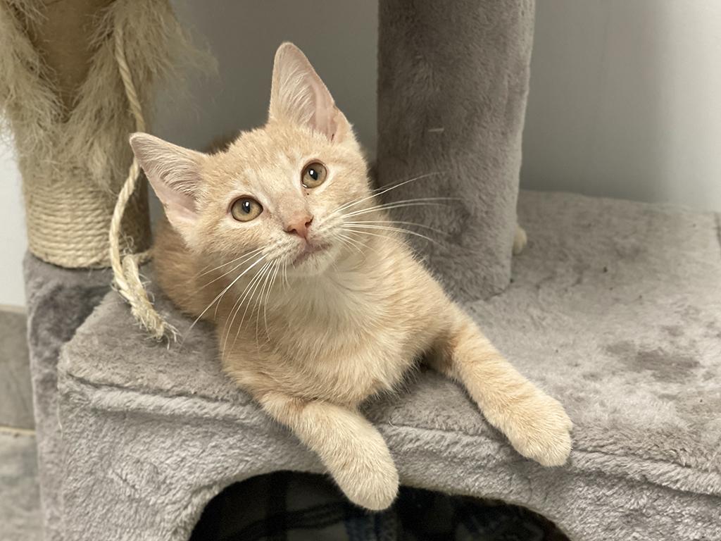 George, a ADOPTABLE Domestic Short Hair in Charles Town, WV image 3/3