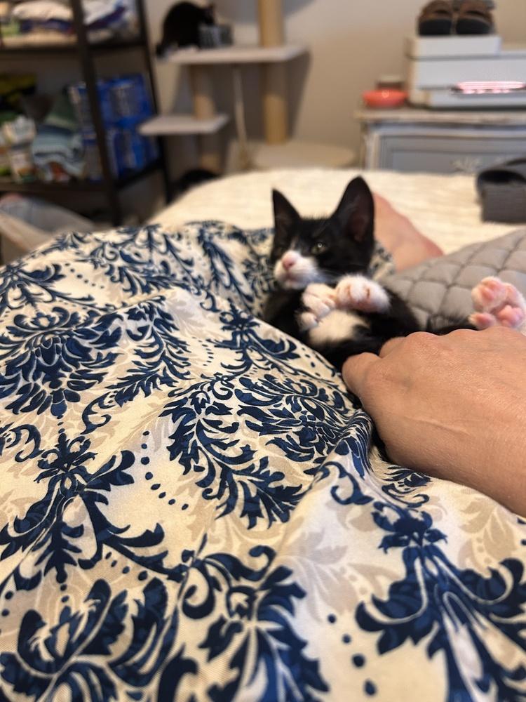 Clover, Adoptable, Kitten Male Domestic Short Hair.