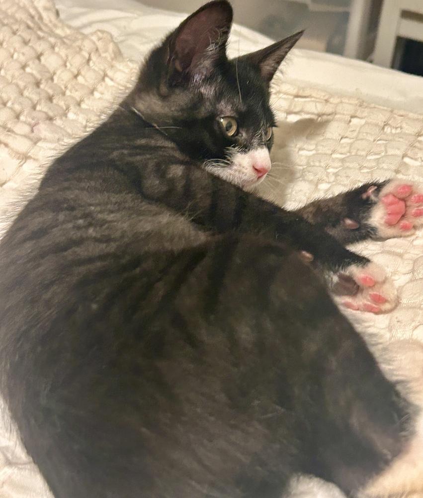 Enlarge Clover, a Adoptable mixed breed in Bellingham, WA image 2/6