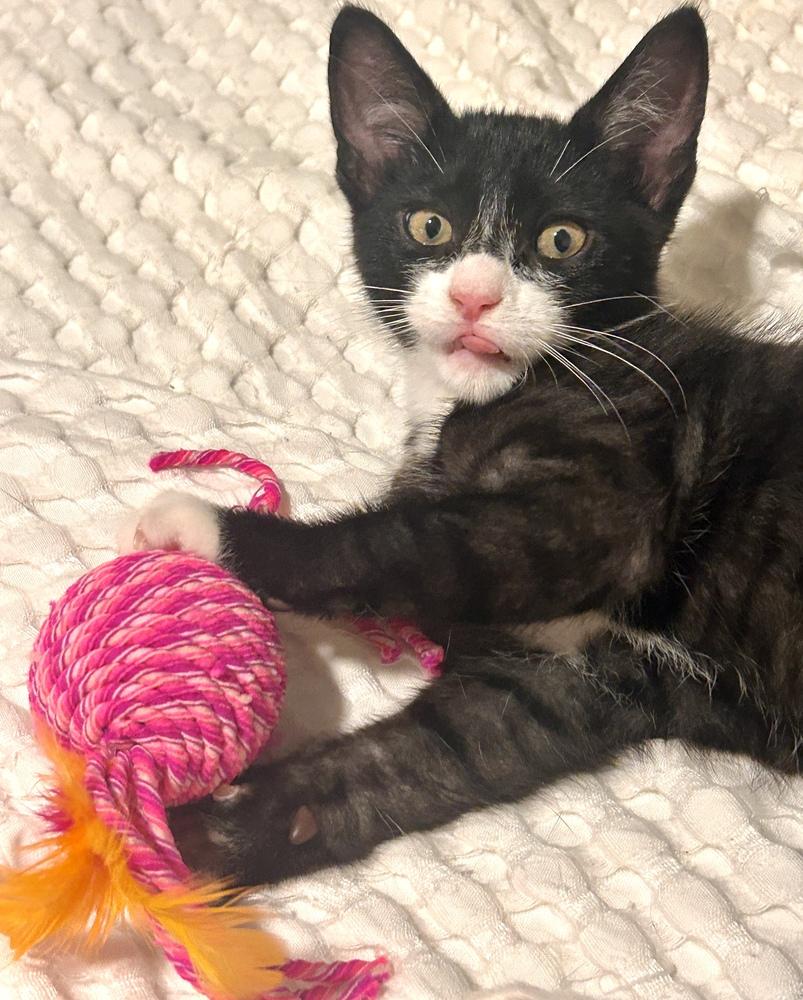 Enlarge Clover, a Adoptable mixed breed in Bellingham, WA image 6/6