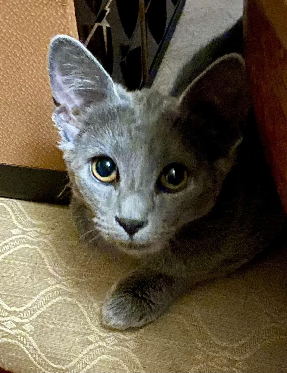 Iris, Adopted, Kitten Female Russian Blue.