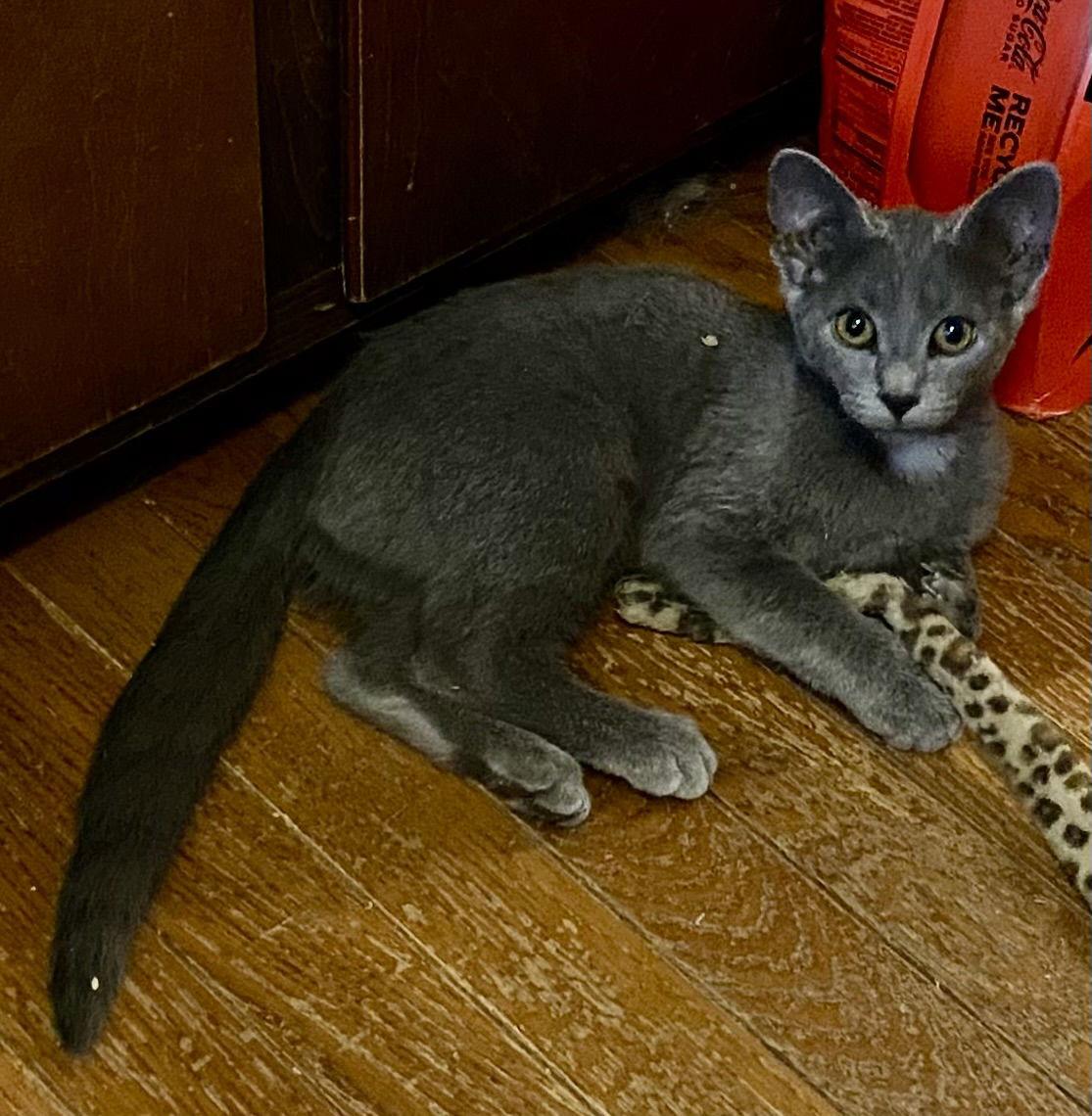 Enlarge Iris, a Adopted Russian Blue in Versailles, KY image 2/3