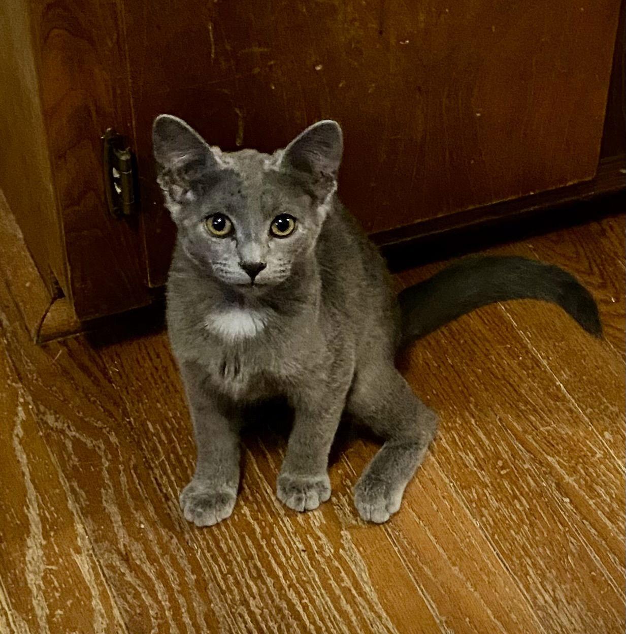 Enlarge Iris, a Adopted Russian Blue in Versailles, KY image 3/3