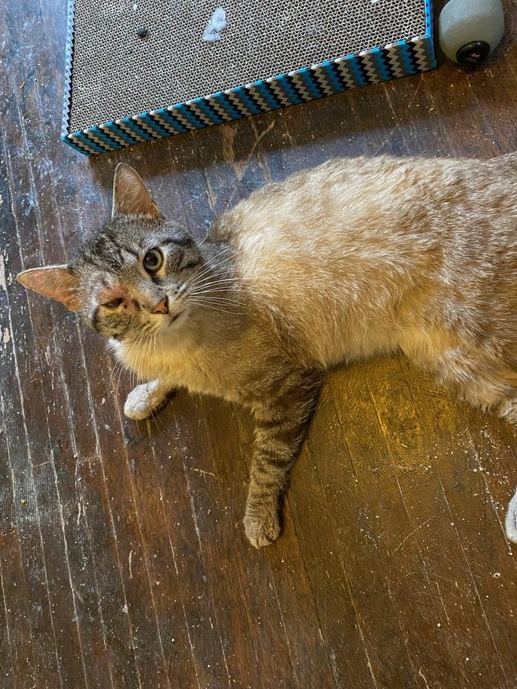 Danny Ocean, Adopted, Adult Male Siamese & American Shorthair.