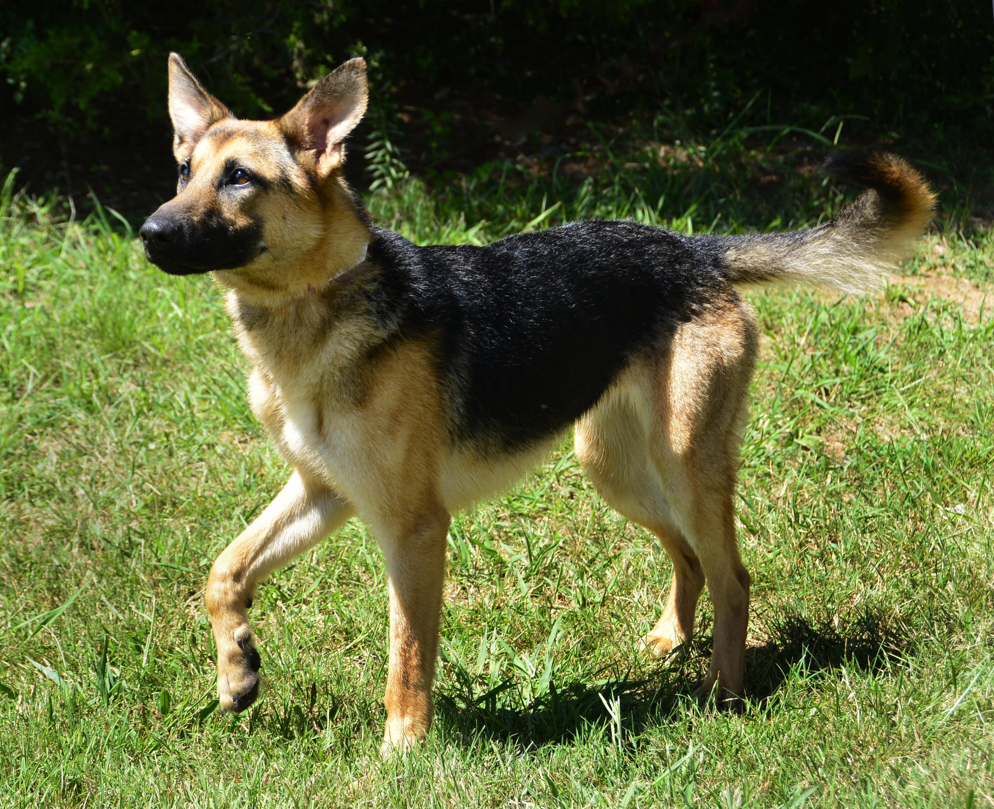 Enlarge Marley - Smart, friendly German Shepherd Dog looking for a home!, a Adopted German Shepherd Dog in Knoxville, TN image 2/5