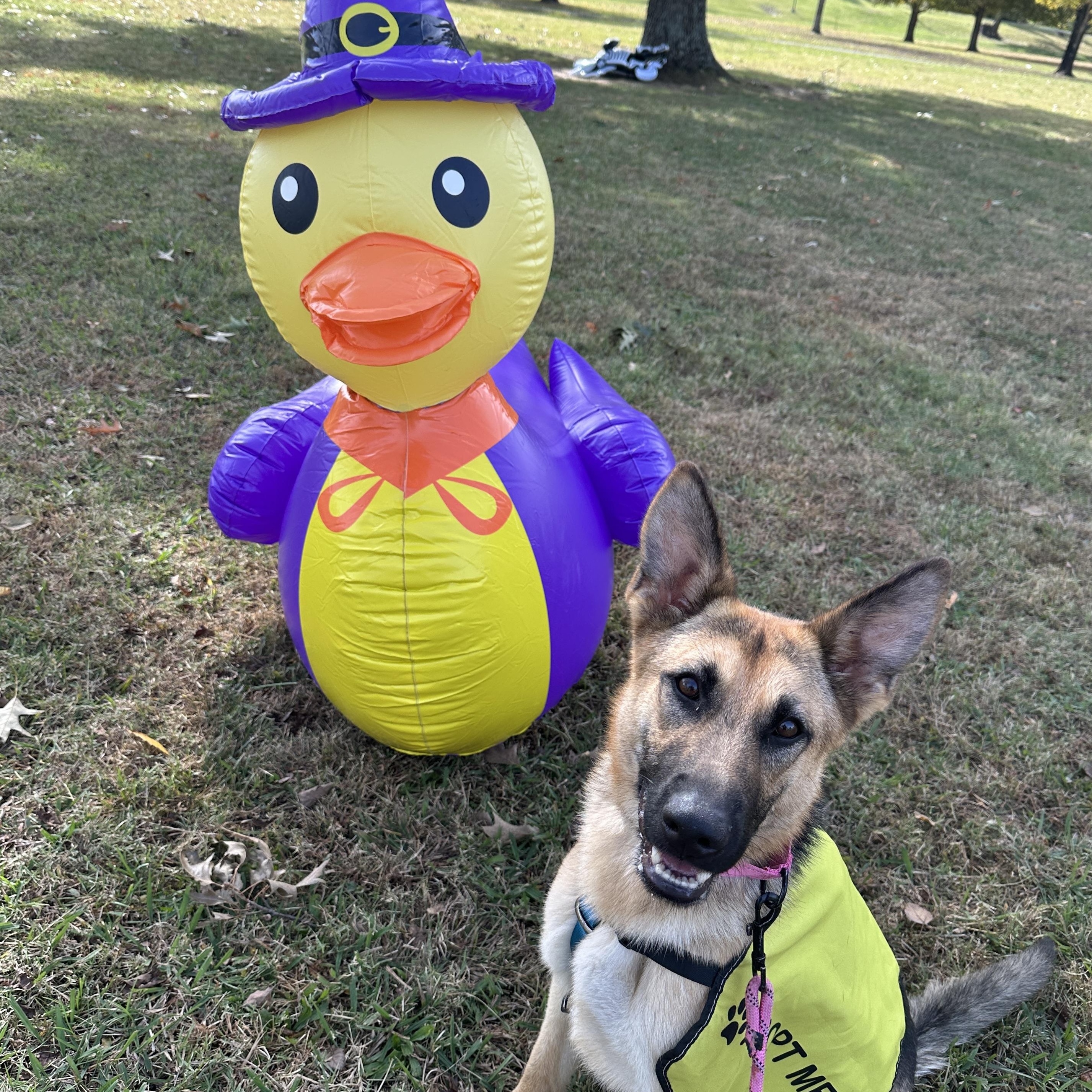 Enlarge Marley - Smart, friendly German Shepherd Dog looking for a home!, a Adopted German Shepherd Dog in Knoxville, TN image 4/5