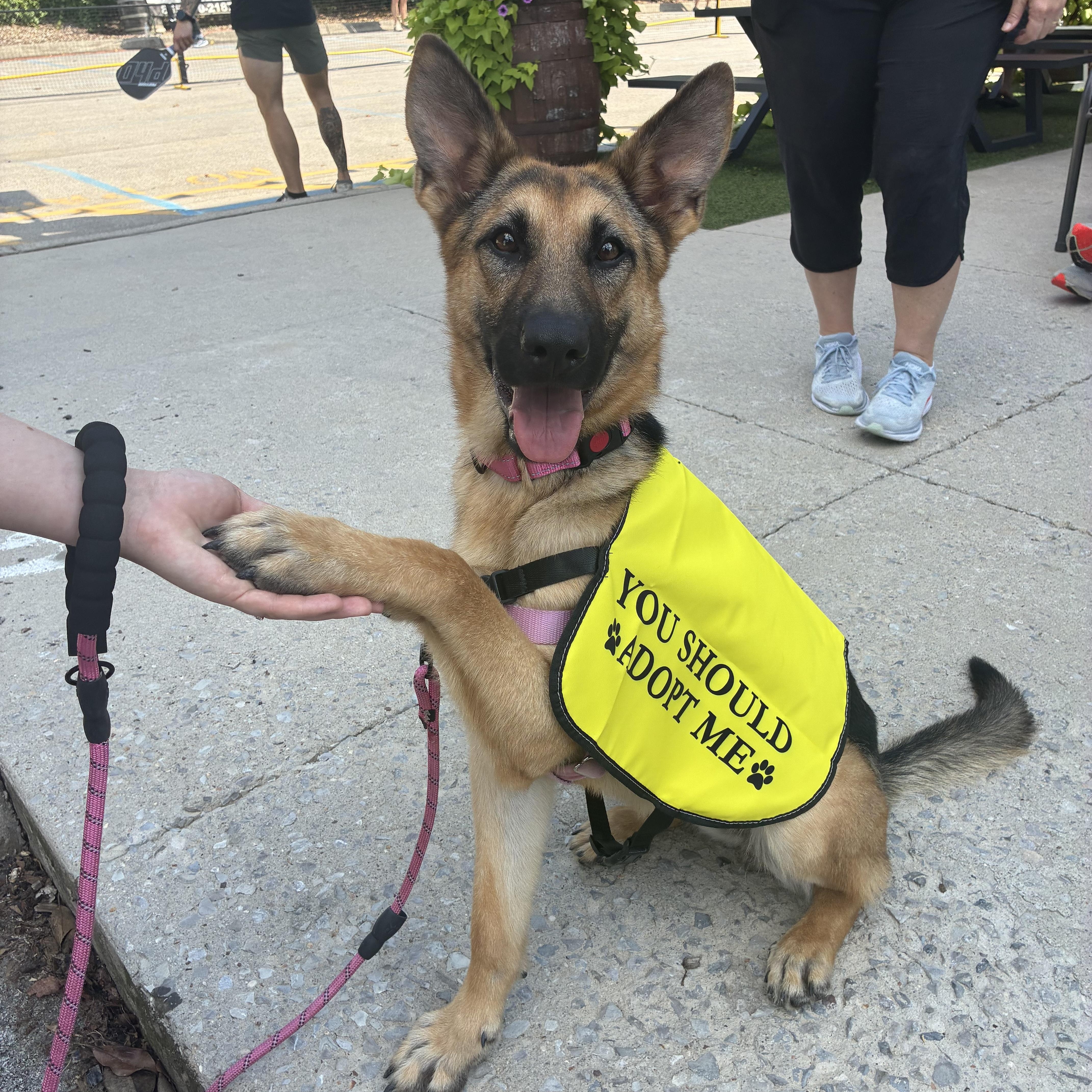 Enlarge Marley - Smart, friendly German Shepherd Dog looking for a home!, a Adopted German Shepherd Dog in Knoxville, TN image 3/5