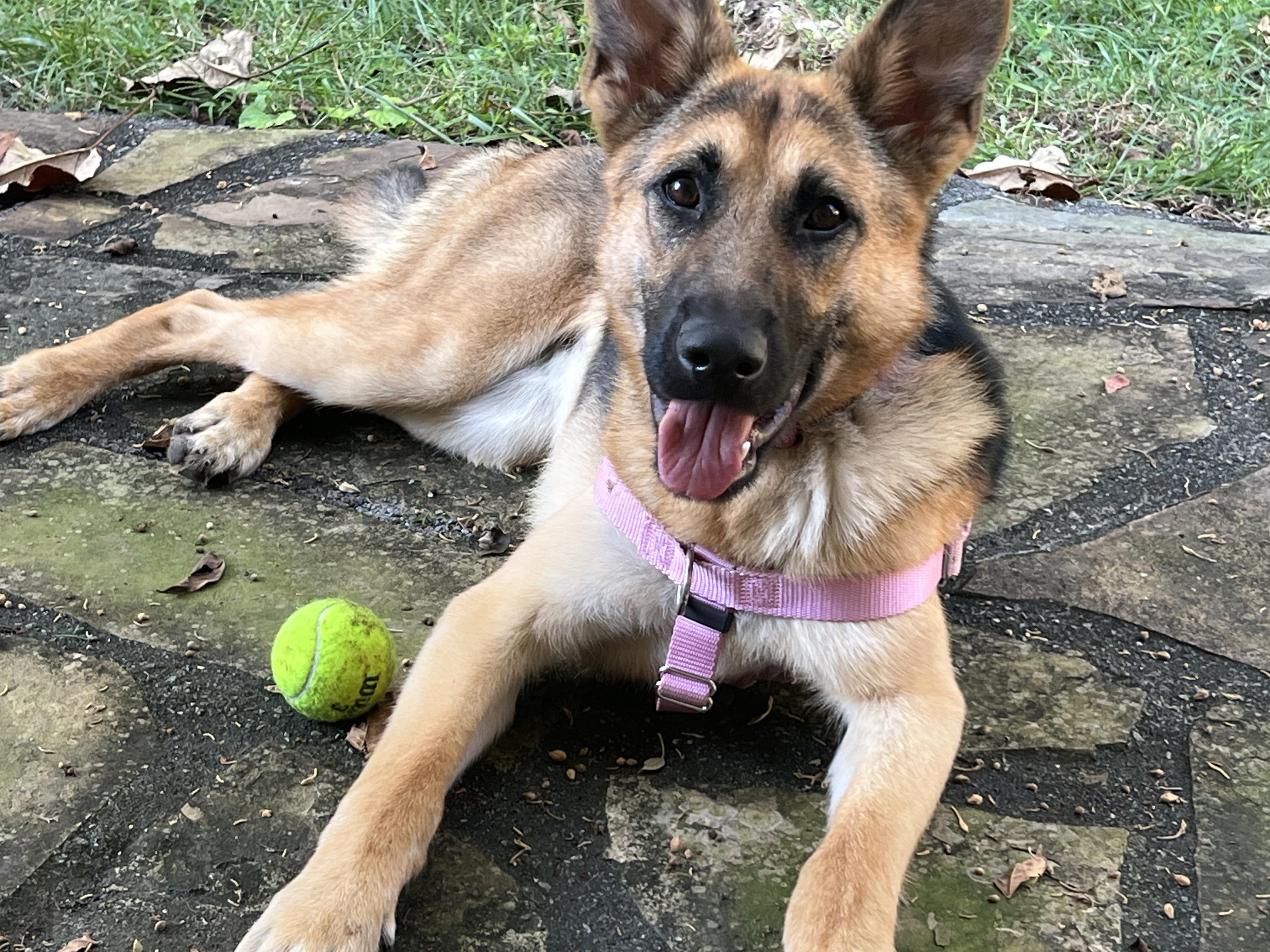 Enlarge Marley - Smart, friendly German Shepherd Dog looking for a home!, a Adopted German Shepherd Dog in Knoxville, TN image 1/5