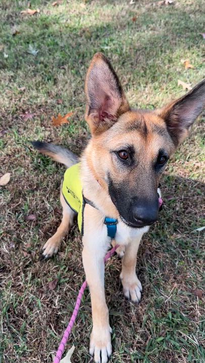 Enlarge Marley - Smart, friendly German Shepherd Dog looking for a home!, a Adopted German Shepherd Dog in Knoxville, TN video 5/5