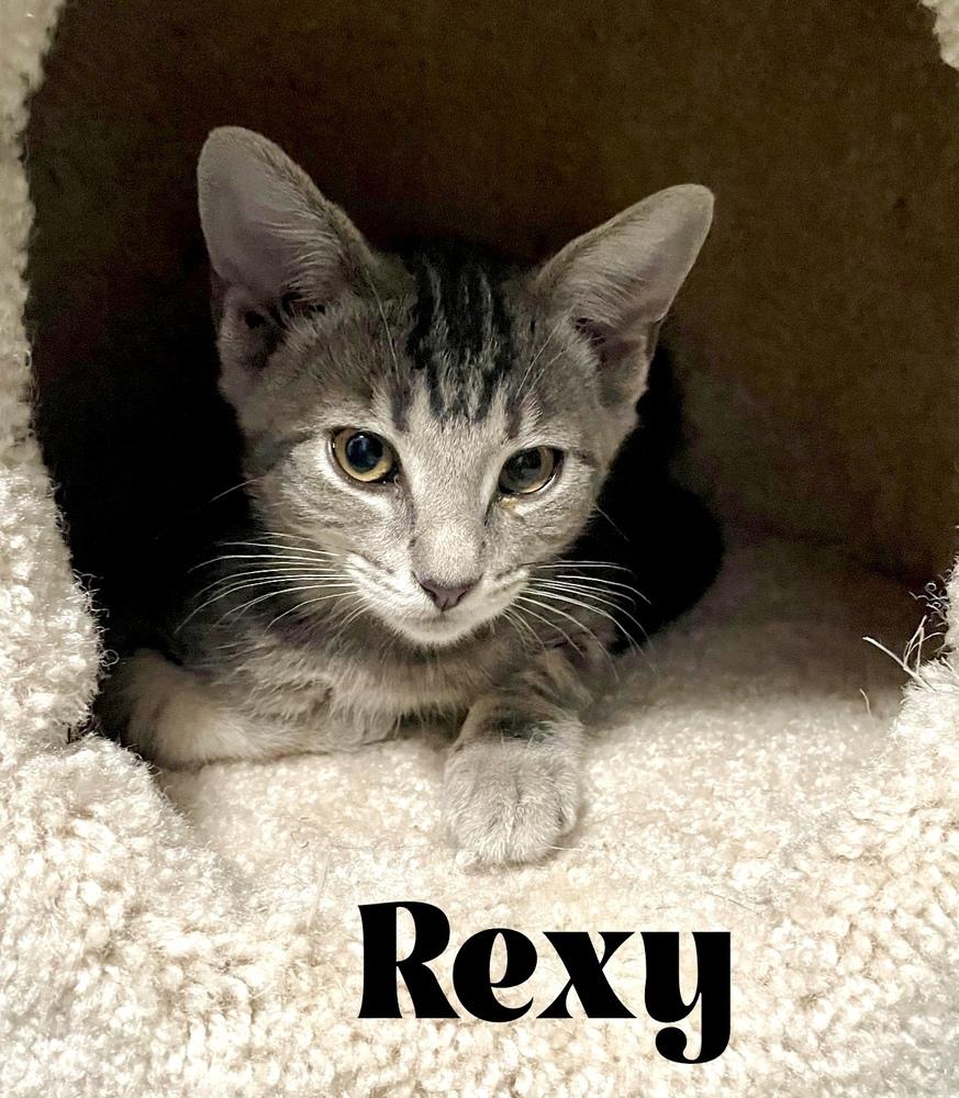 Enlarge Rexy, a Adopted Domestic Short Hair in Orlando, FL image 1/2