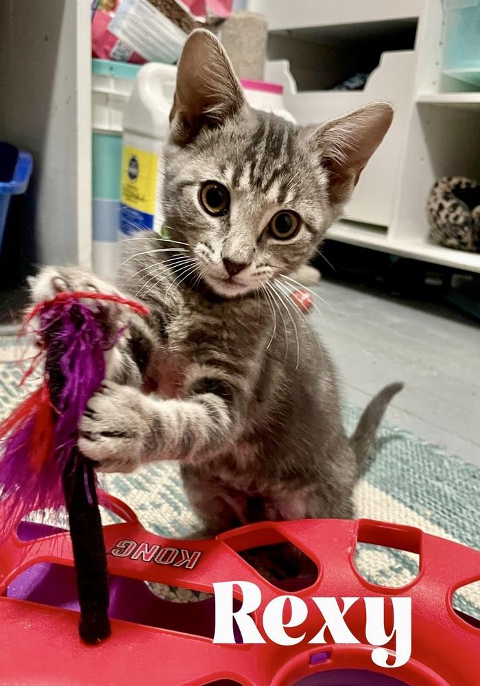 Enlarge Rexy, a Adopted Domestic Short Hair in Orlando, FL image 2/2