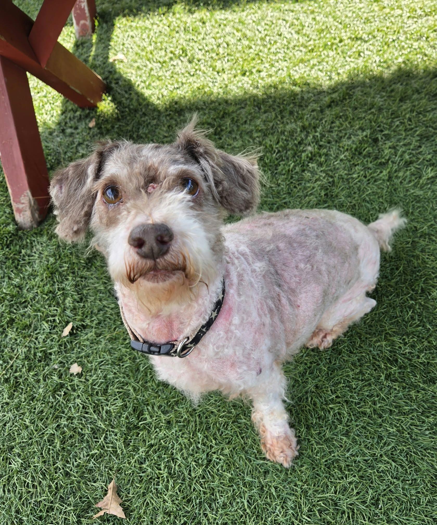 Enlarge Walter, a Adoptable mixed breed in Sparta, WI image 3/4