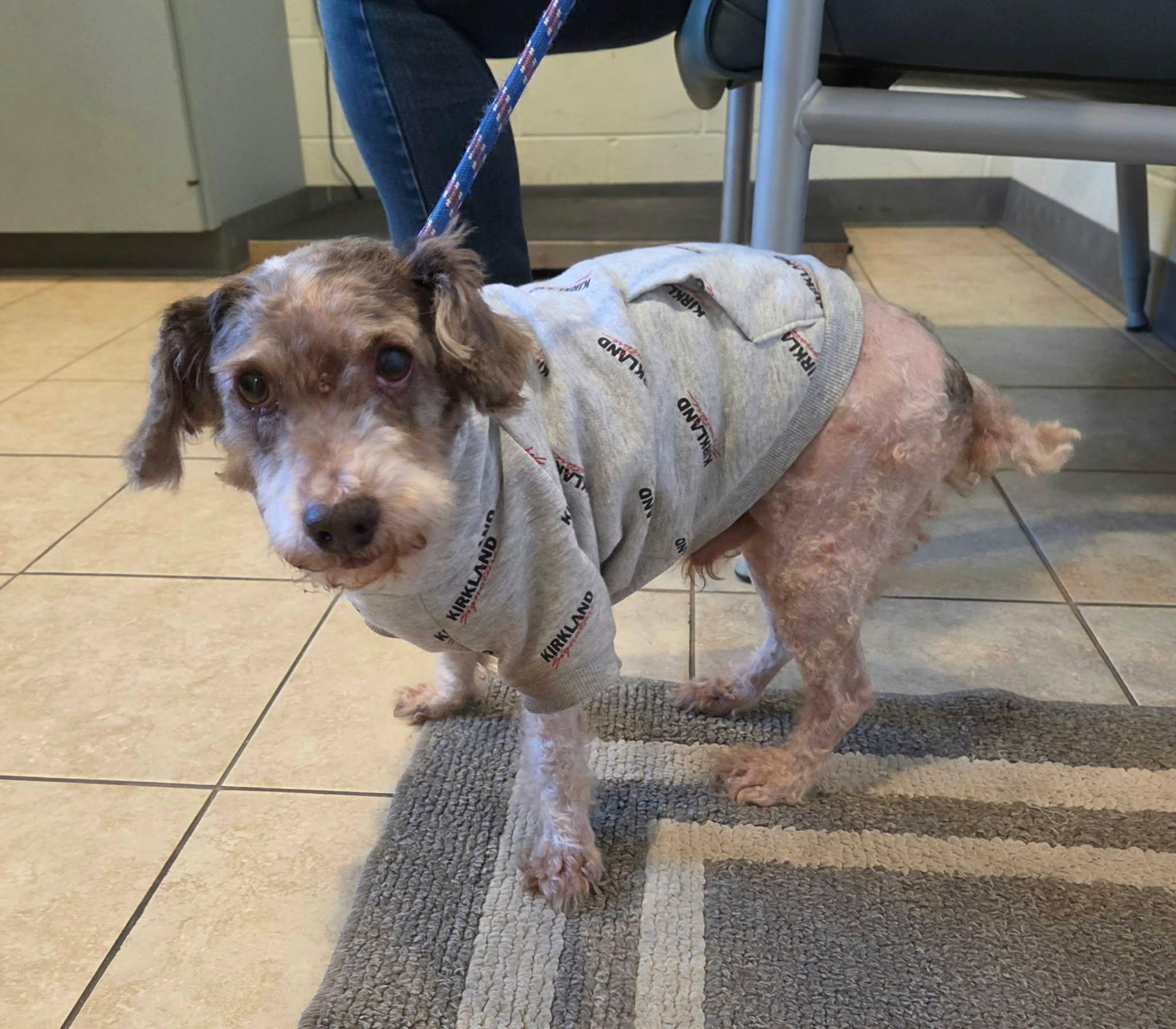 Enlarge Walter, a Adoptable mixed breed in Sparta, WI image 4/4