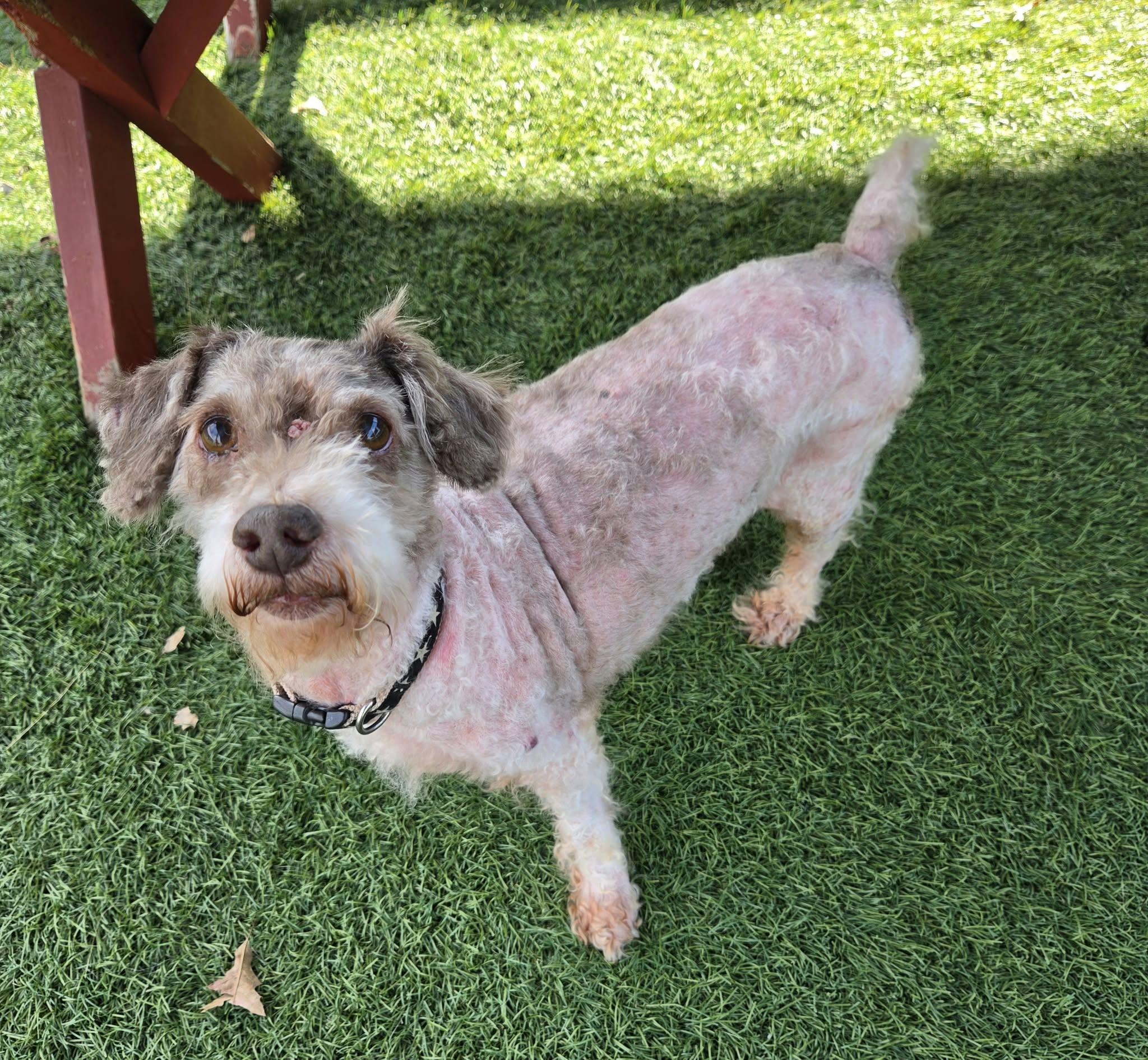 Enlarge Walter, a Adoptable mixed breed in Sparta, WI image 2/4