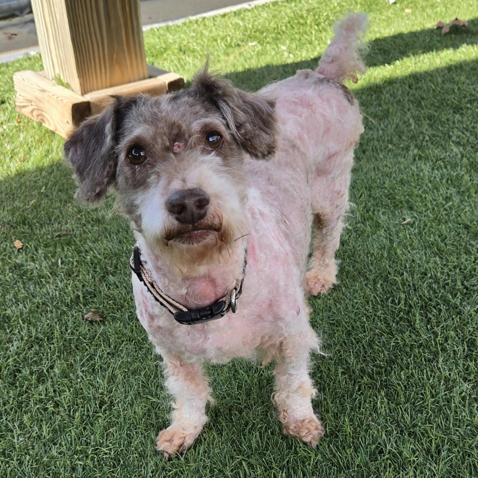 Walter, Adoptable, Senior Male Poodle.