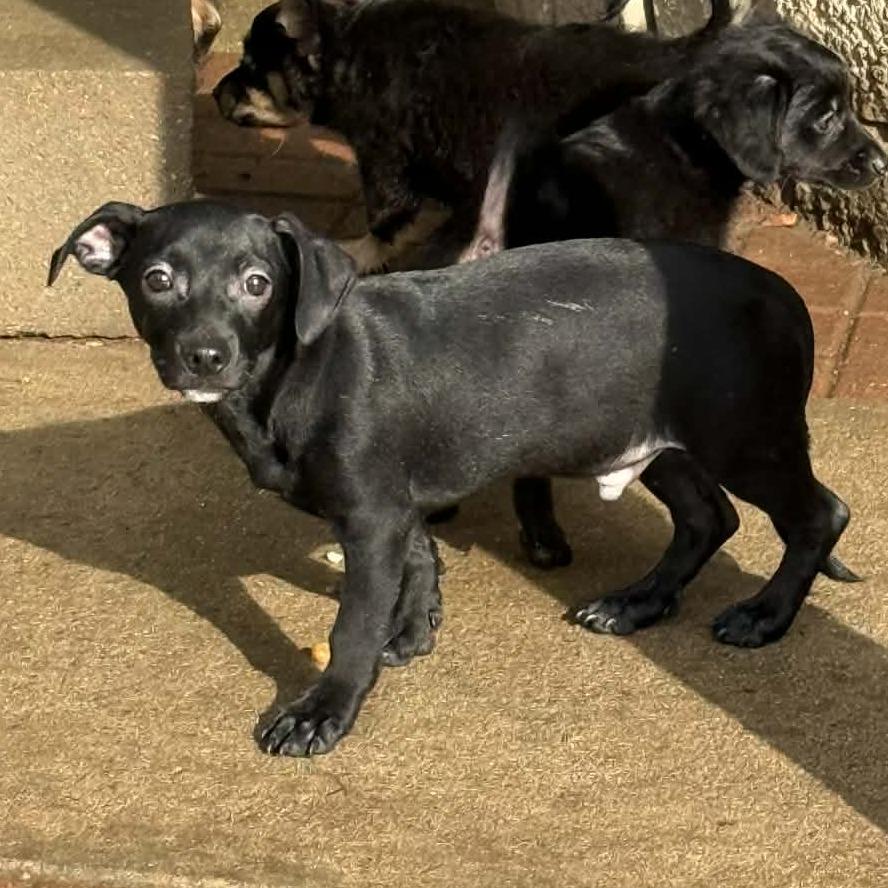 Enlarge Frankie, an adopted mixed breed in Salem, NH image 3/4