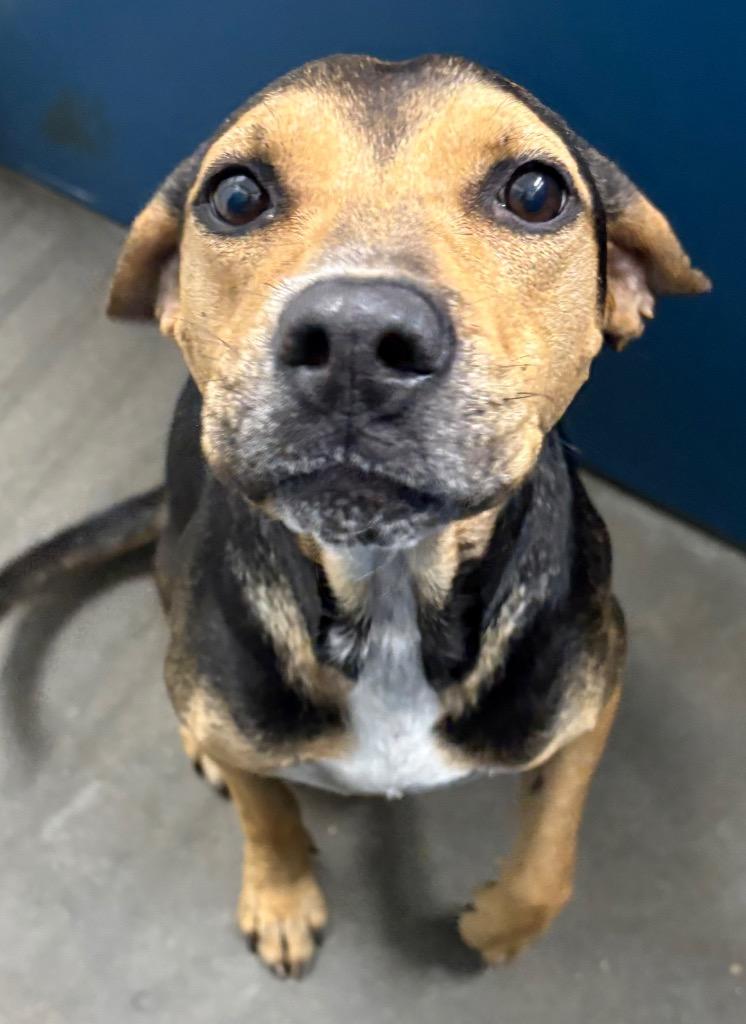 Falice, Adoptable, Young Female Mixed Breed.
