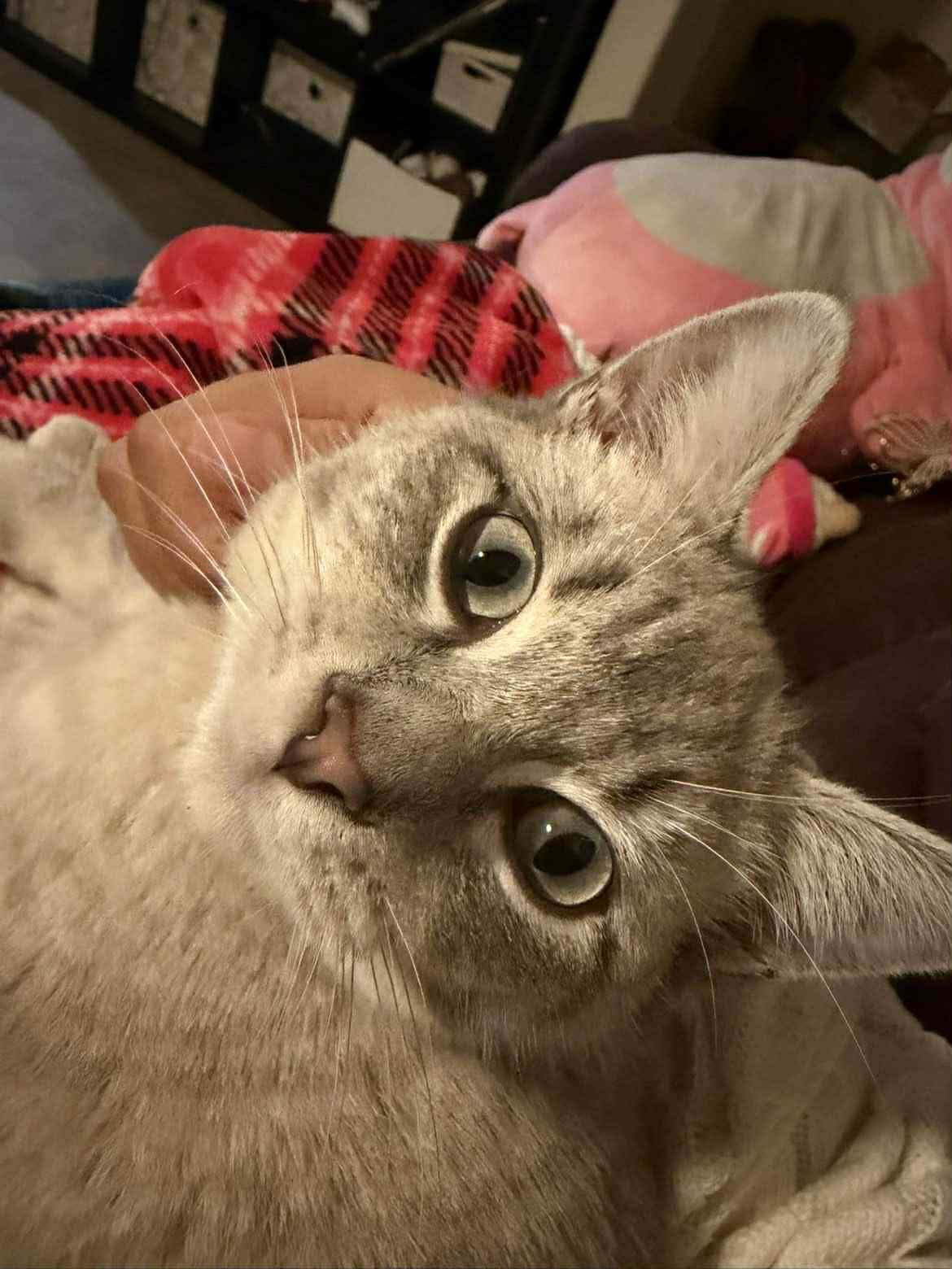 Enlarge TOFU, a ADOPTABLE mixed breed in Reno, NV image 2/3