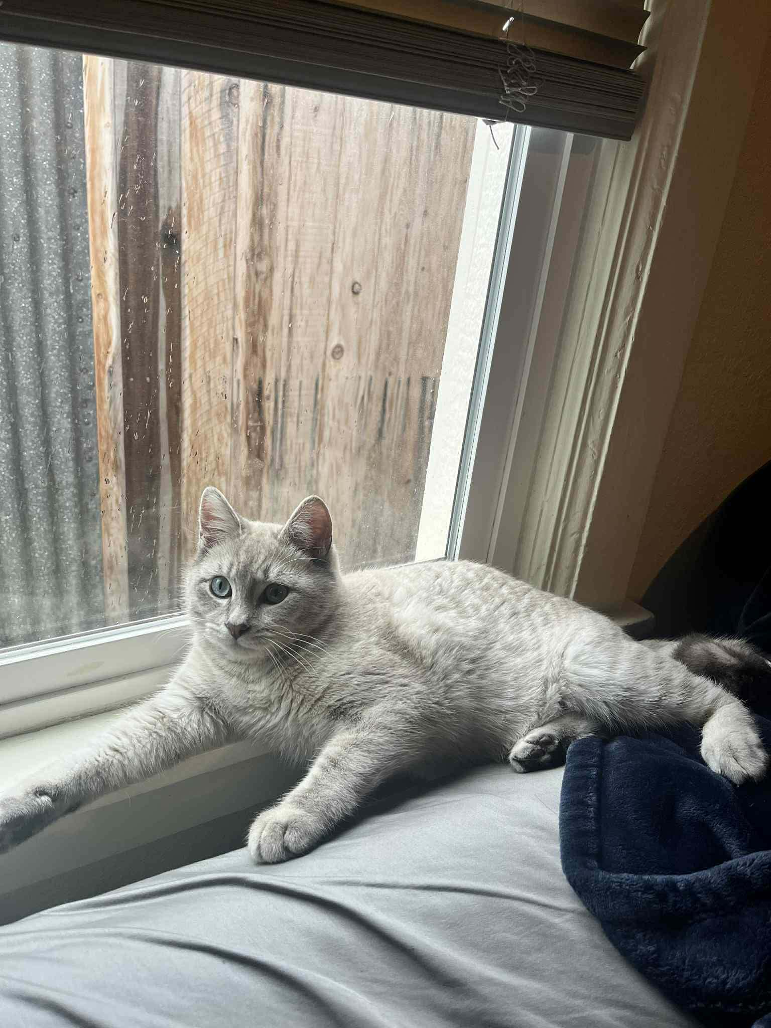 TOFU, ADOPTABLE, Young Male Tabby.