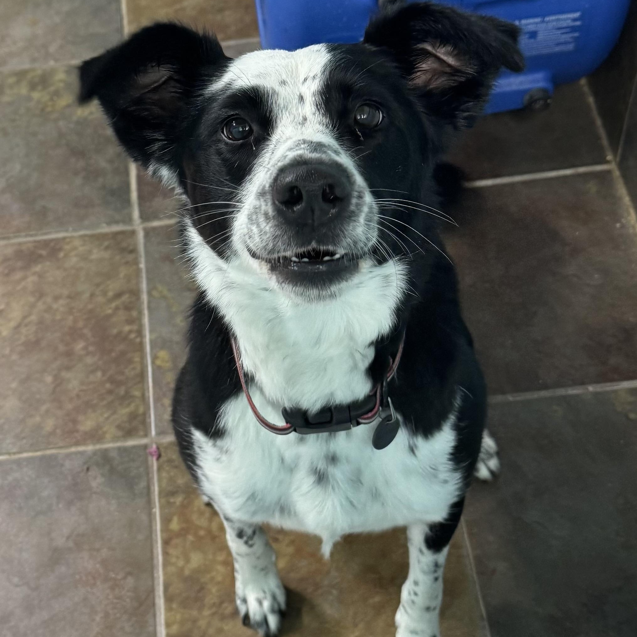 Enlarge Harloe, a ADOPTABLE mixed breed in Louisburg, KS image 4/6